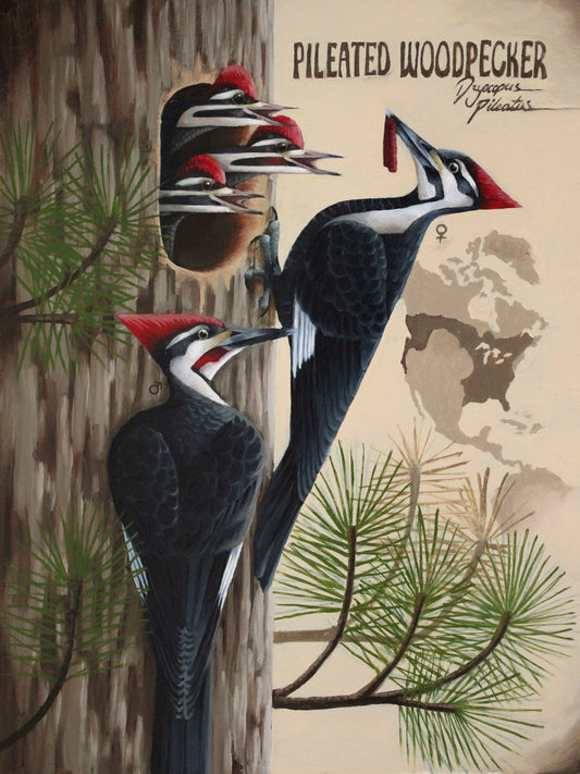 Pileated Woodpecker Original Oil Painting