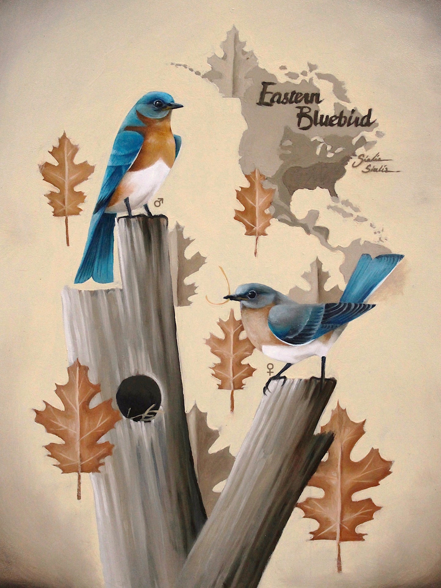Eastern Bluebird Giclée Print