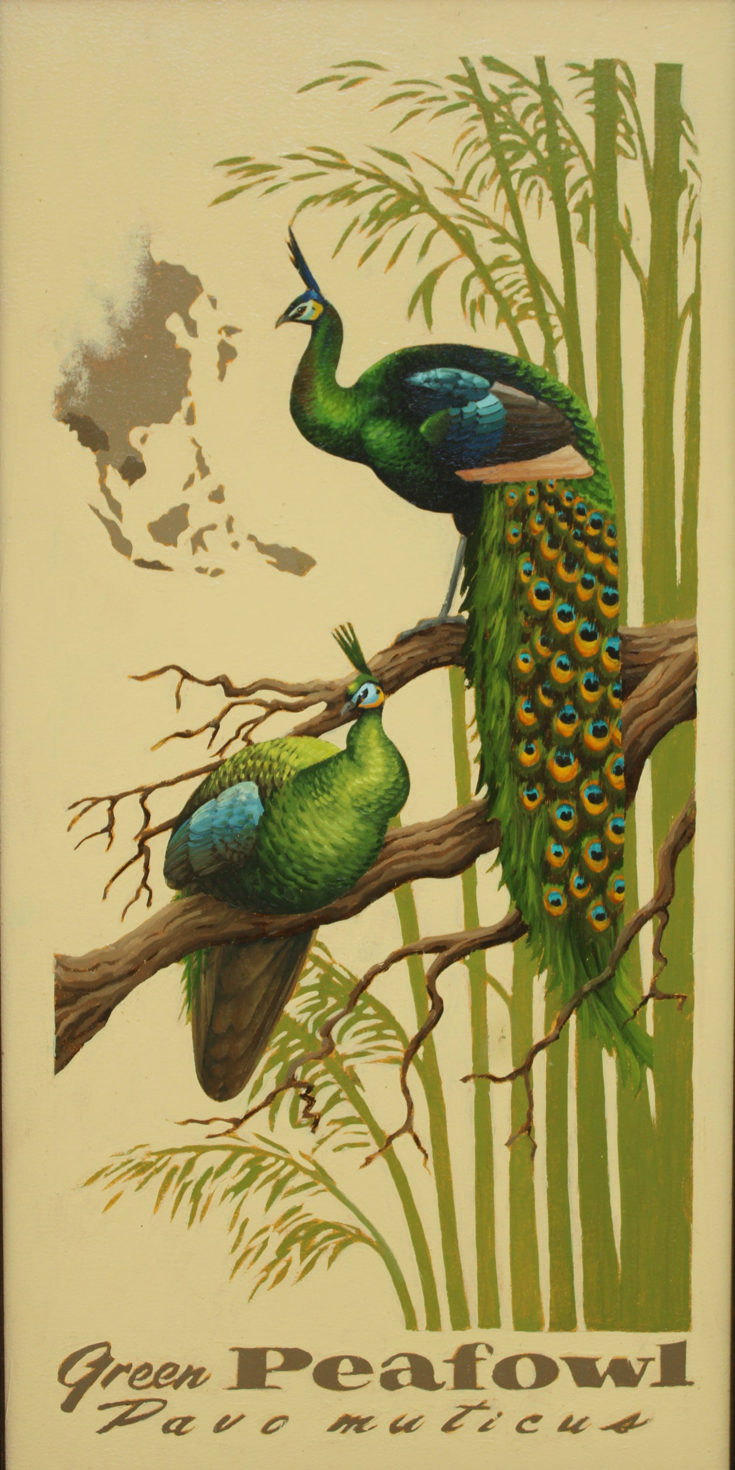 Green Peafowl Giclée Print