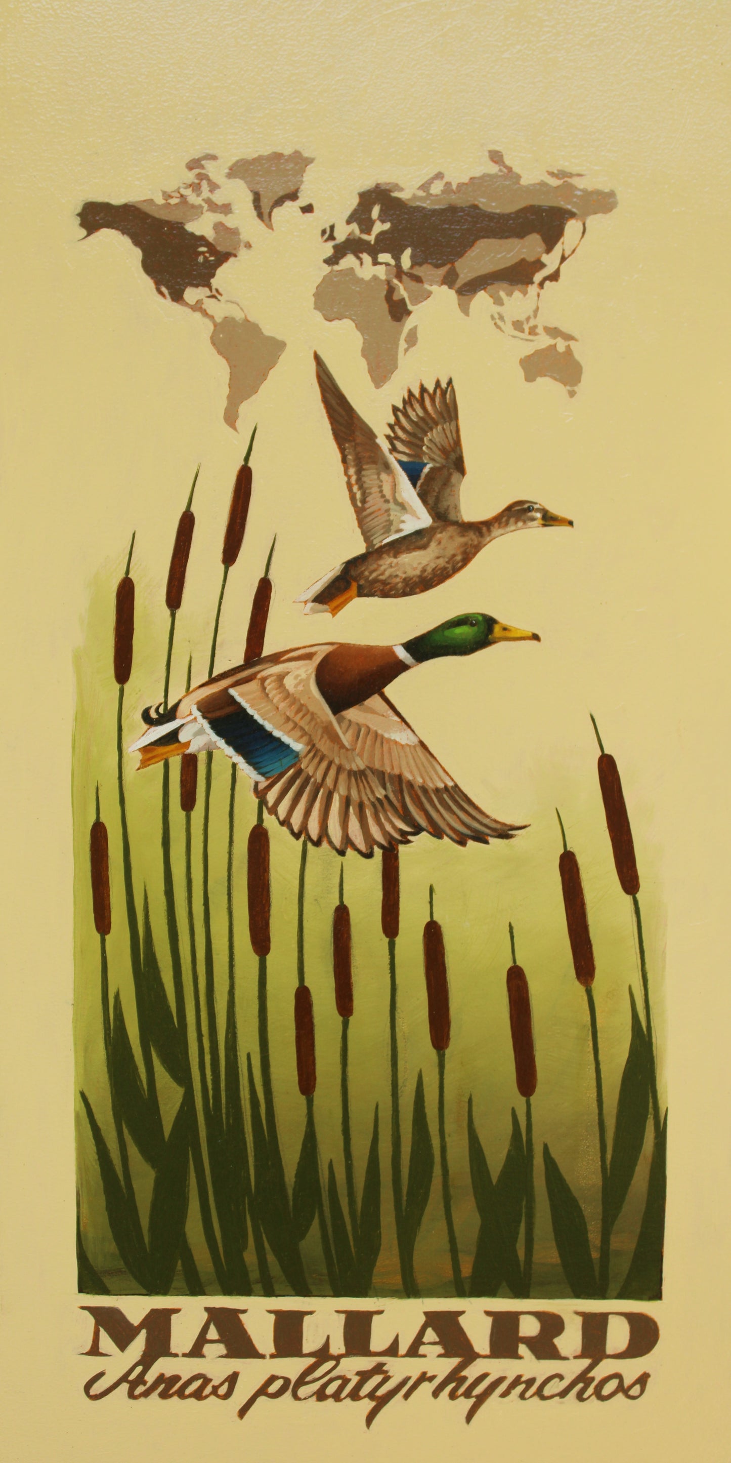 Mallard Giclée Print