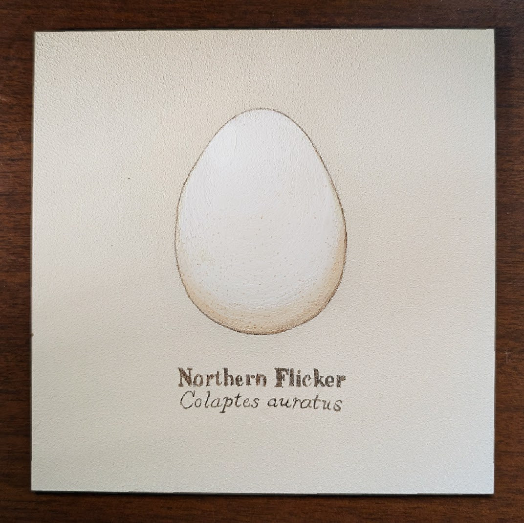 Northern Flicker Egg Mini Painting
