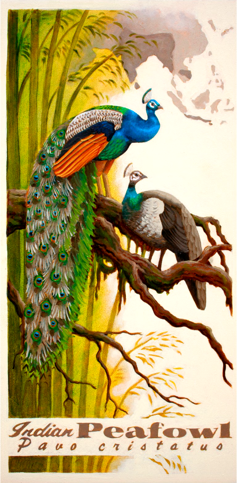 Indian Peafowl Original Oil Painting