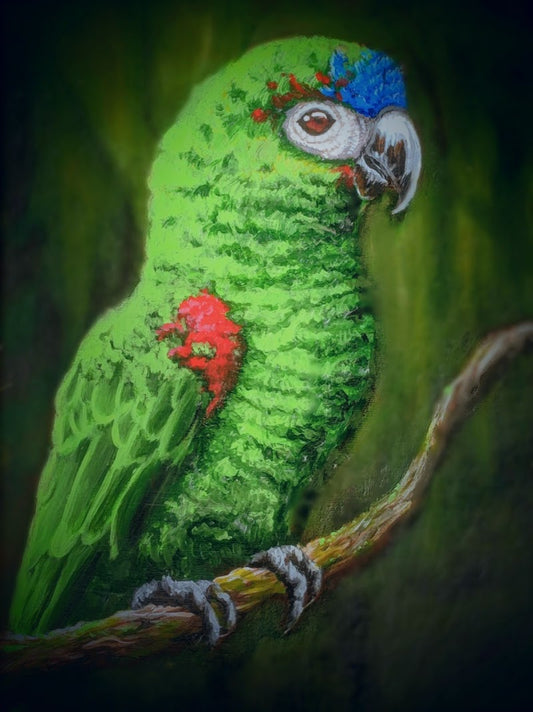 Hahn's Macaw Digital Print