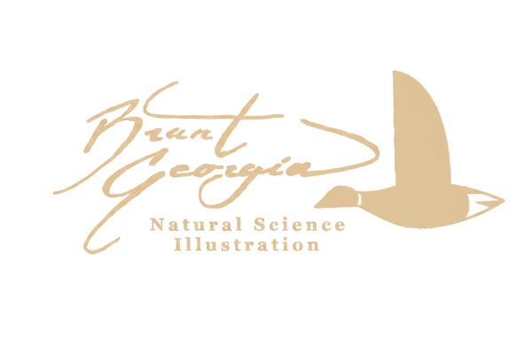 Brant Georgia