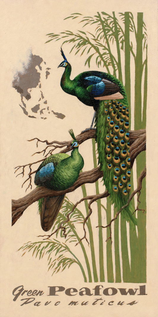 Green Peafowl Original Oil Painting