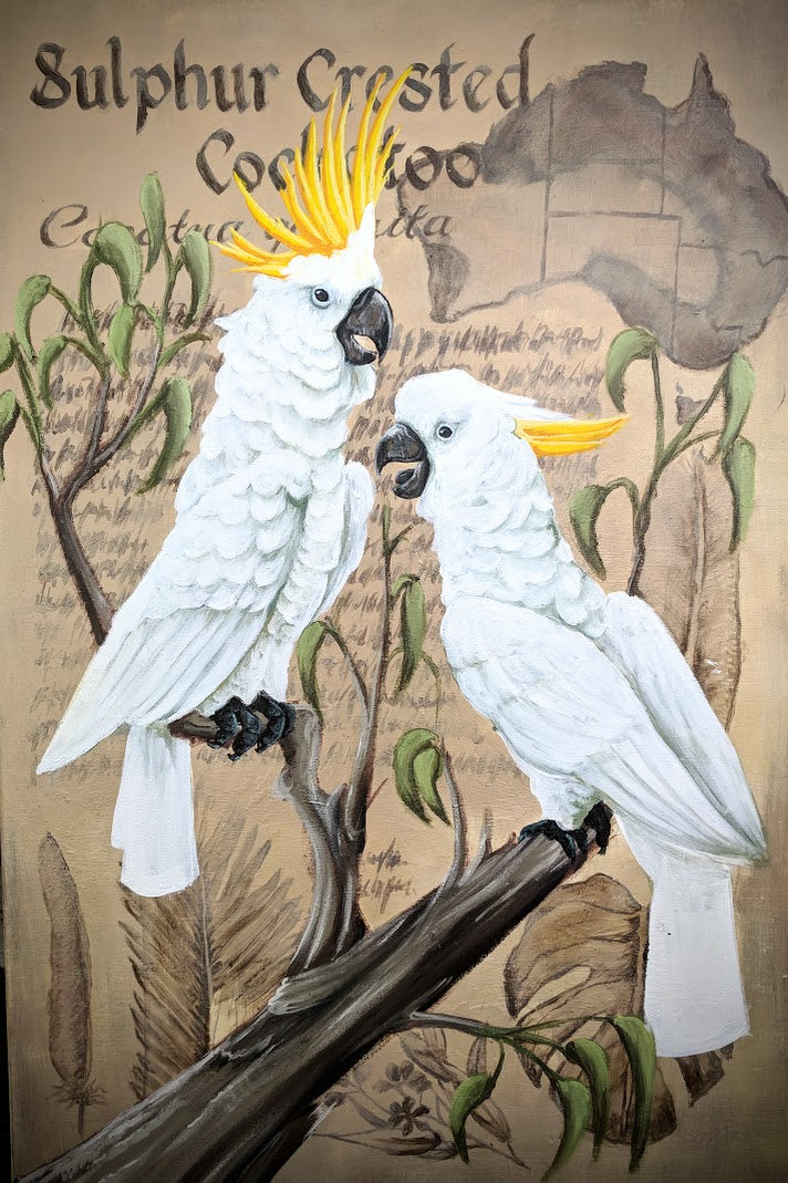 Sulphur-crested Cockatoo Digital Print