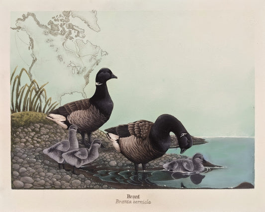 Brant Digital Print