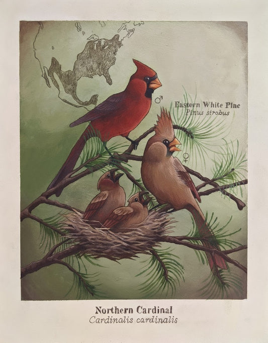 Northern Cardinal Digital Print