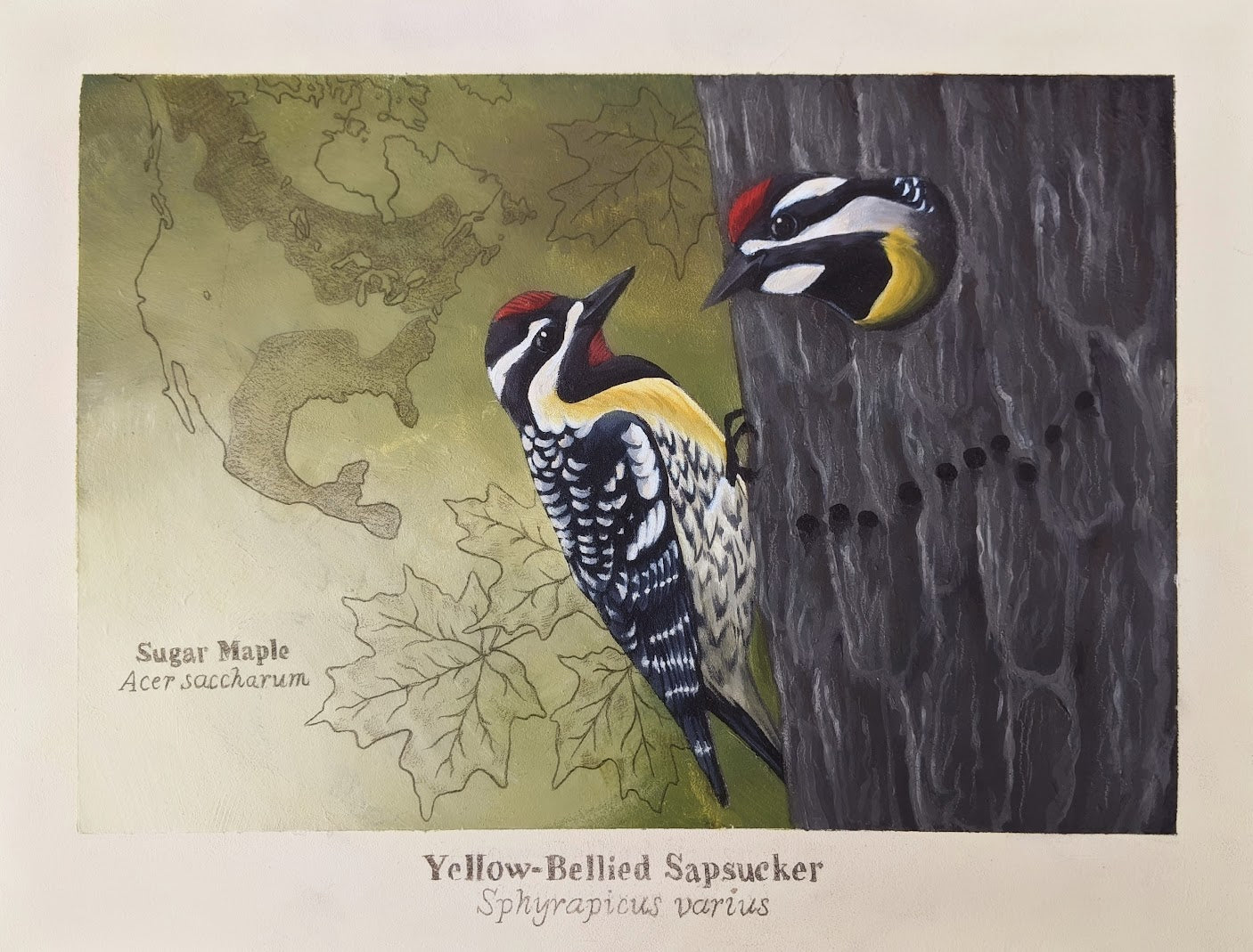 Yellow-bellied Sapsucker Digital Print