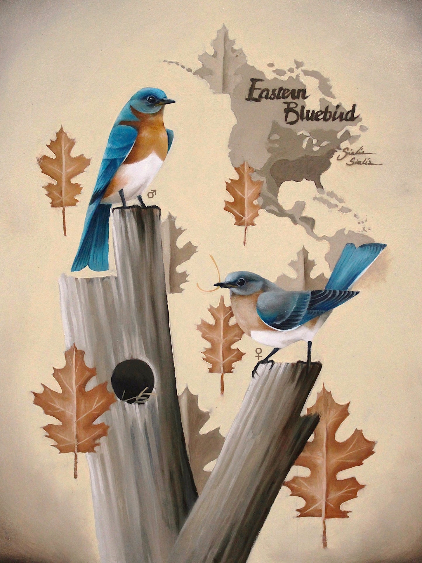 Eastern Bluebird Vinyl Sticker