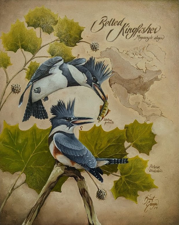 Belted Kingfisher Giclée Print