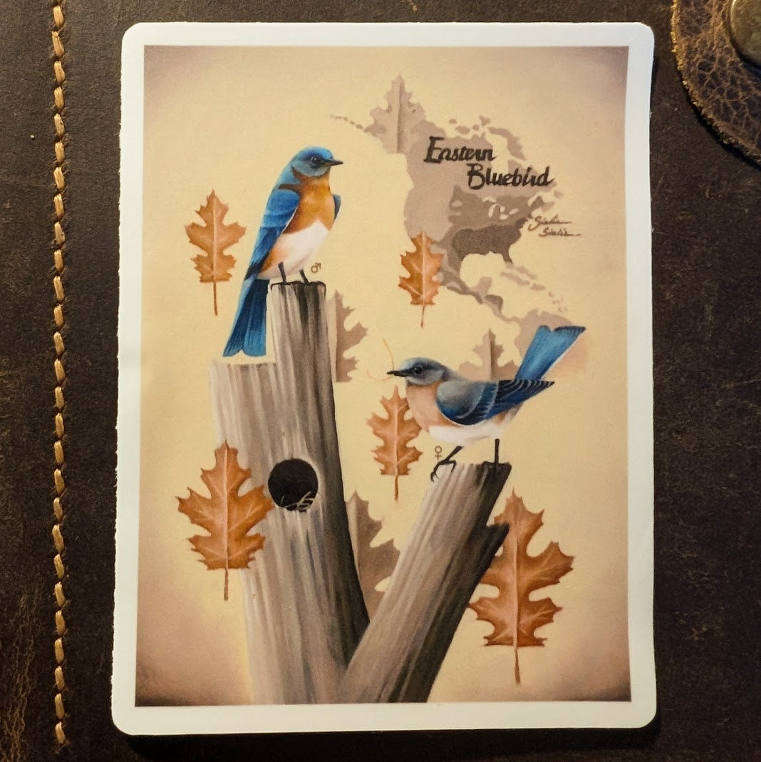 Eastern Bluebird Vinyl Sticker – Brant Georgia