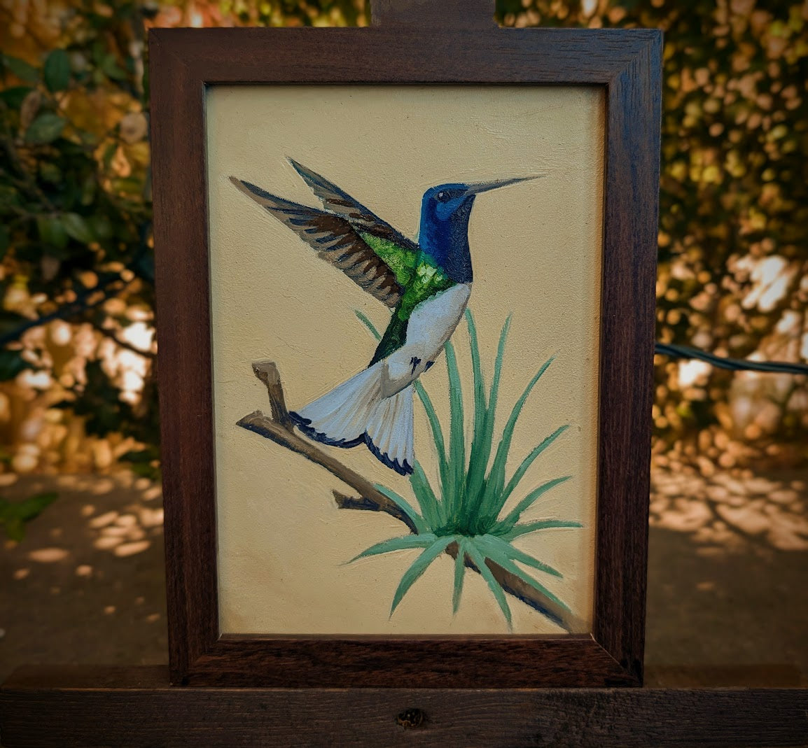 White-necked Jacobin Mini Painting