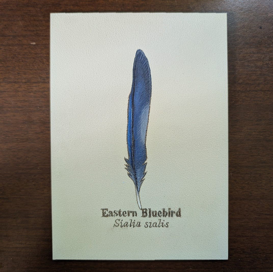 Eastern Bluebird Feather Mini Painting