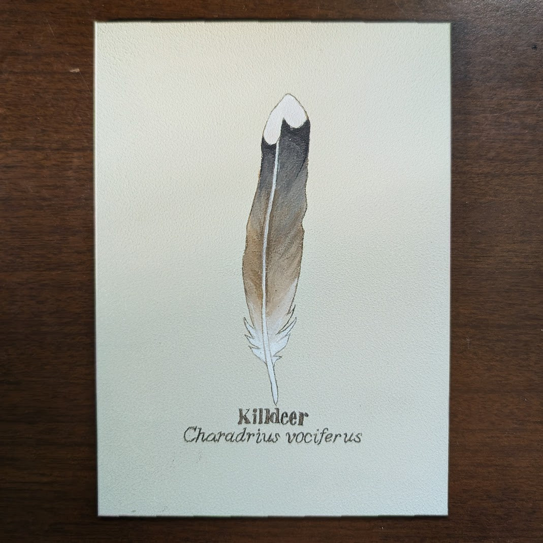 Killdeer Feather Mini Painting