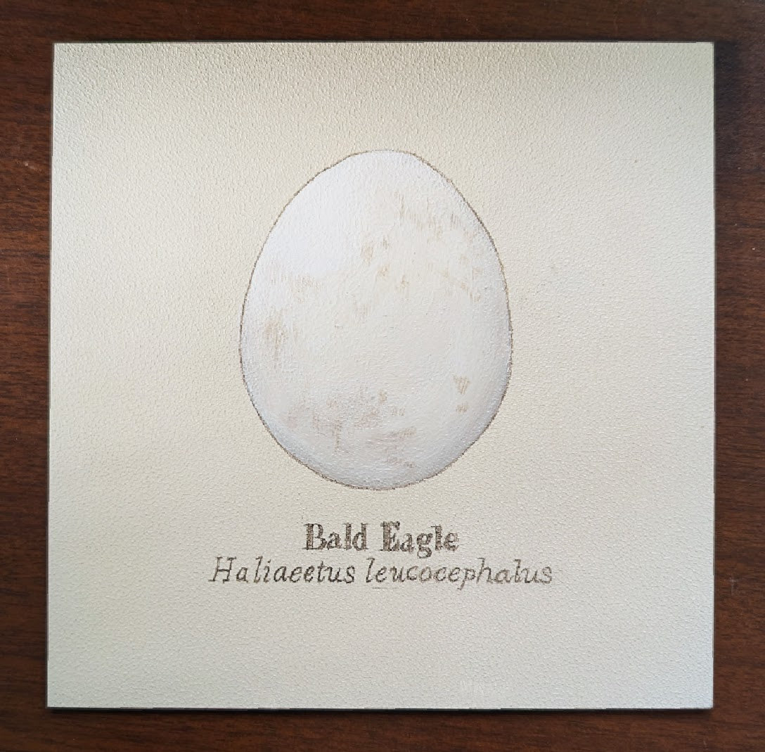 Bald Eagle Egg Mini Painting