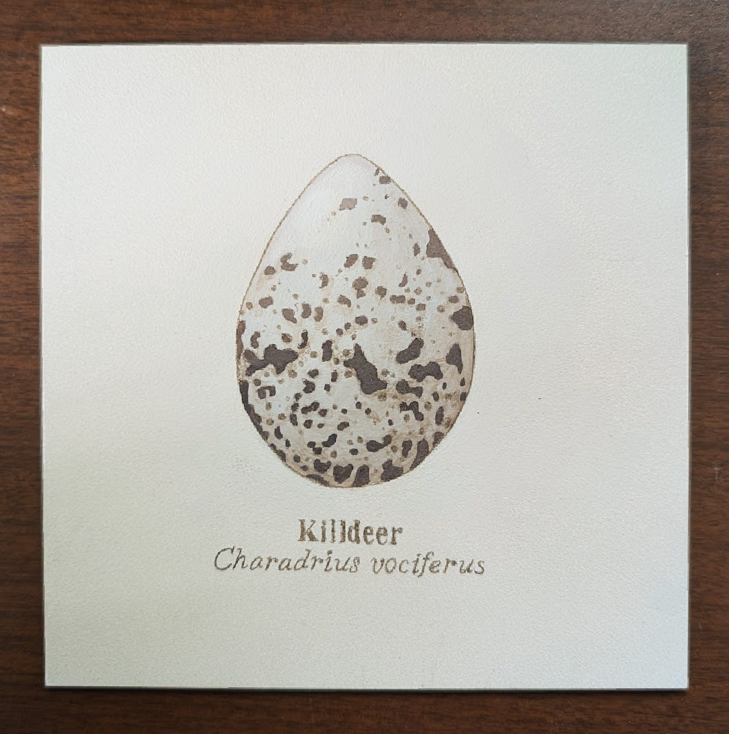 Killdeer Egg Mini Painting