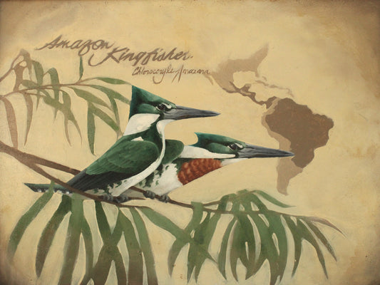 Amazon Kingfisher Giclée Print