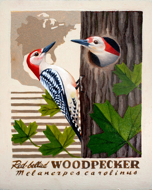 Red-bellied Woodpecker Giclée Print