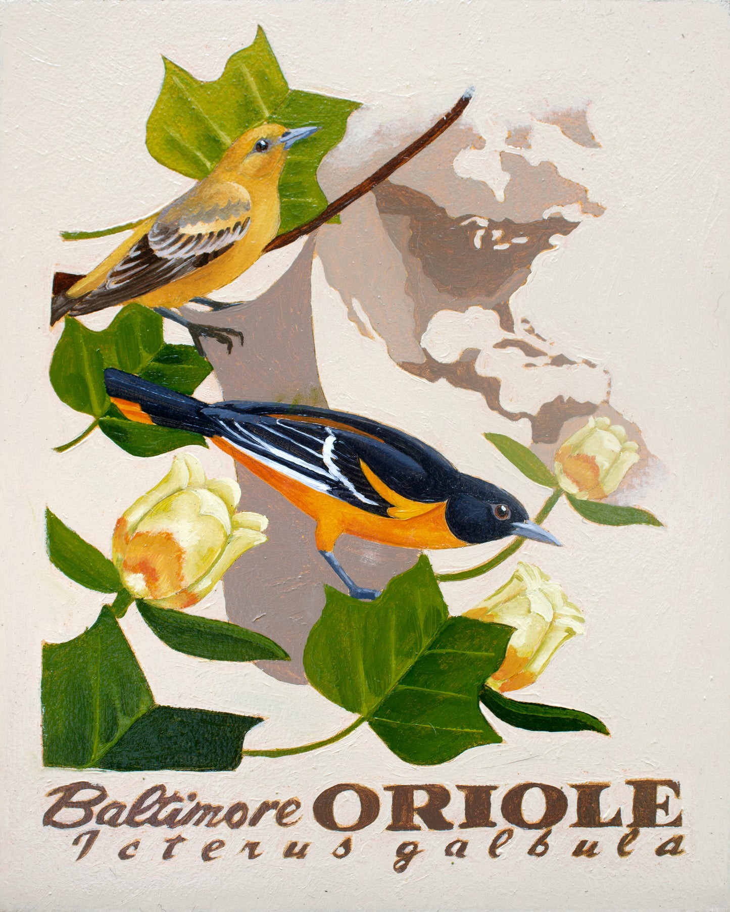 Baltimore Oriole Giclée Print