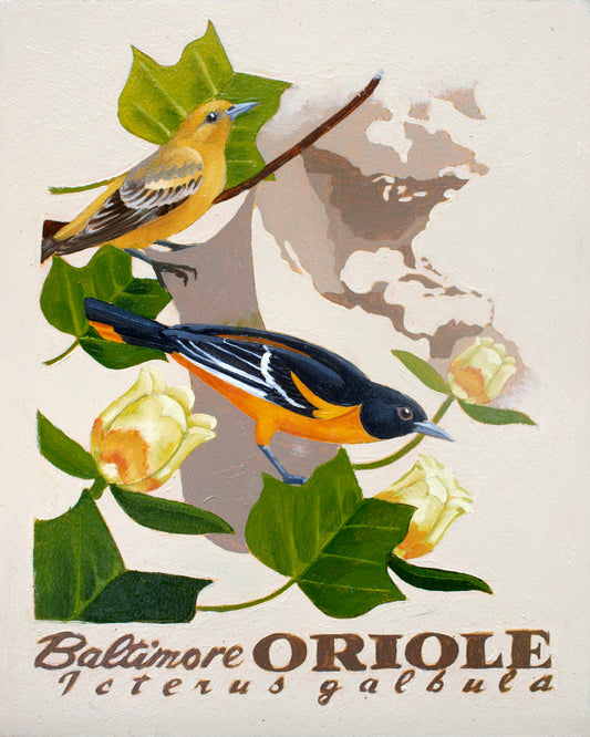 Baltimore Oriole Giclée Print