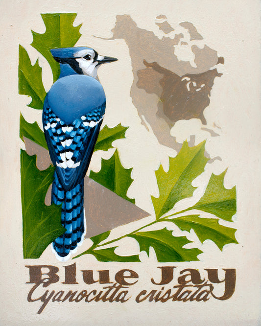 Blue Jay Giclée Print