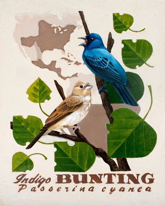 Indigo Bunting Giclée Print